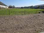 Gevraagd: weiland klepelaar., Dieren en Toebehoren, Hil-nel@hetnet.nl, H. Westerstraat 23 9665Al Oude Pekela, 4 paarden of pony's of meer