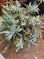 Blauw Varen.  Grootte: +/- 100 x 120 cm., Tuin en Terras, Planten | Tuinplanten, Ophalen, Vaste plant, Varens, Bloeit niet