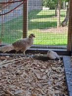 pluimvee, Dieren en Toebehoren, Geslacht onbekend, Overige soorten