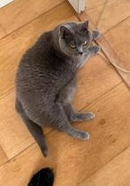 Chartreux / Karthuizer - zeldzaam ras, Dieren en Toebehoren, Katten en Kittens | Raskatten | Korthaar, Poes