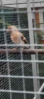 Bastaard putter, Dieren en Toebehoren, Vogels | Kanaries, Mannelijk, Bastaard