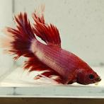 Betta splendens man 08, Vis