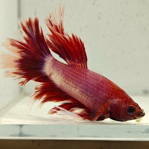 Betta splendens man 08, Dieren en Toebehoren, Vissen | Aquariumvissen, Vis