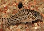 Corydora Trillineatus, Vis, Zoetwatervis, Schoolvis