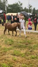 Verzorg pony gezocht, Ophalen of Verzenden