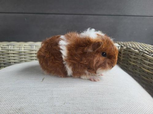 Cavia Tessel/texel beertje, Dieren en Toebehoren, Knaagdieren, Meerdere dieren, Cavia, Juli