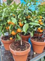 Mooie sinaasappel boompjes Nu voor€ 25,00, Tuin en Terras, Ophalen of Verzenden, Overige soorten, Volle zon