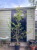 Liquidambar styraciflua (amberboom) meerstammig 200cm, Tuin en Terras, Planten | Bomen, Ophalen, Volle zon, Overige soorten