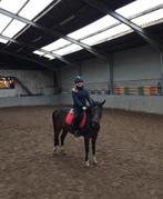 Leasepaard / bijrijdpaard of pony gezocht, Dieren en Toebehoren, Ophalen of Verzenden, Nieuw