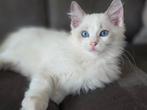Ragdoll kittens Blue Bicolor /Bluepoint mitted 💙🩷, Dieren en Toebehoren, Katten en Kittens | Raskatten | Langhaar, Meerdere dieren