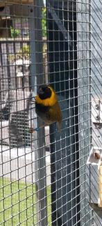 Kleine cubavink man 2023, Dieren en Toebehoren, Mannelijk, Tropenvogel, Geringd