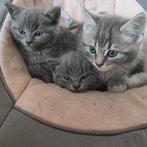 4 schattige kittens zoeken een thuis britis korthaar, Dieren en Toebehoren, Katten en Kittens | Raskatten | Korthaar, Meerdere dieren