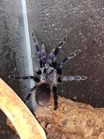 Terrariums en vogelspinnen alleen ophalen ik verzend niet, Dieren en Toebehoren, Spin of Schorpioen