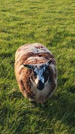 Mooie bonte ram, Dieren en Toebehoren, Schapen, Geiten en Varkens, Mannelijk, Schaap, 0 tot 2 jaar