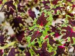 Coleus siernetel potje, Tuin en Terras, Planten | Tuinplanten, Bodembedekkers, Vaste plant, Ophalen of Verzenden, Halfschaduw