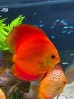 Discus vissen, Dieren en Toebehoren, Vis, Zoetwatervis, Schoolvis