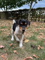Mooie boerenfox pups, Dieren en Toebehoren, Honden | Niet-rashonden, Parvo, 8 tot 15 weken, Meerdere, Meerdere dieren
