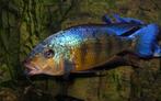 Nieuw binnen!!! Koppels Fossochromis Rostratus!!!, Vis, Zoetwatervis