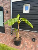 Musa Basjoo Bananenplant, Volle zon, Bloeit niet, Verzenden, Overige soorten