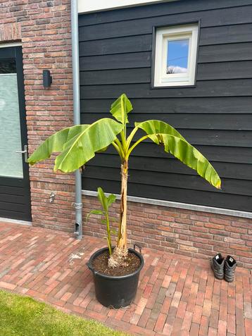 Musa Basjoo Bananenplant beschikbaar voor biedingen