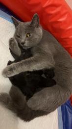 super lieve kittens zoeken een huisje (zie beschrijving), Dieren en Toebehoren, Katten en Kittens | Raskatten | Korthaar, Meerdere dieren