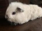 Cavia beertje CH Teddy wit cali zwart, Dieren en Toebehoren, Knaagdieren, Cavia, Mannelijk, Tam, Oktober