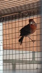Mexicaanse roodmussen, Dieren en Toebehoren, Meerdere dieren