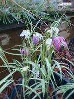 Fritillaria meleagris mix, kievitsbloem natte grond schaduw, Tuin en Terras, Planten | Tuinplanten, Halfschaduw, Kruiden, Ophalen of Verzenden