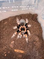 Vogelspin B.hamorii vrouw, Dieren en Toebehoren, Spin of Schorpioen