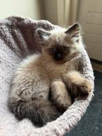 2 ragdoll poesjes te koop, Poes