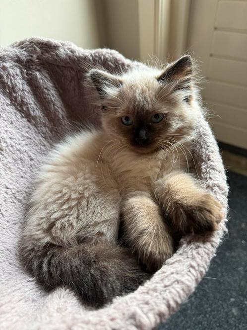2 ragdoll poesjes te koop, Dieren en Toebehoren, Katten en Kittens | Raskatten | Langhaar, Poes