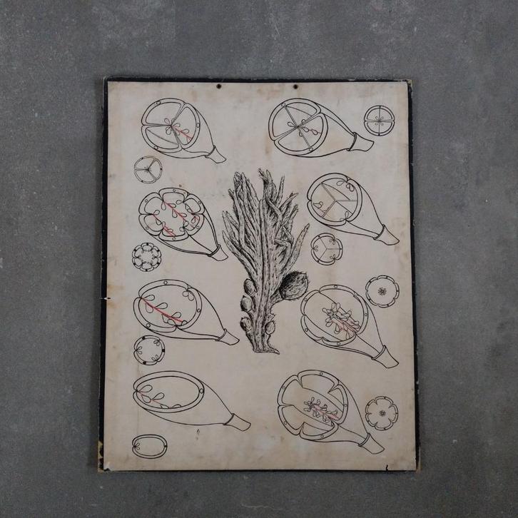 Schoolplaat Zeewier, Antiek en Kunst, Antiek | Schoolplaten, Natuur en Biologie, Ophalen of Verzenden