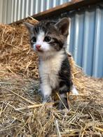 Mooie boerderij kitten te koop (nog 1 beschikbaar), Dieren en Toebehoren, Katten en Kittens | Overige Katten, Kater