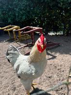Haan 8 maanden oud, Dieren en Toebehoren, Mannelijk, Kip