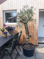 Mooie grote olijfboom stamomtrek 60/70cm 240cm hoog, 100 tot 250 cm, Olijfboom, Zomer, Ophalen