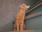 Oranje poes 1,5 jaar oud, Dieren en Toebehoren, Katten en Kittens | Overige Katten, Poes, Kortharig, 0 tot 2 jaar