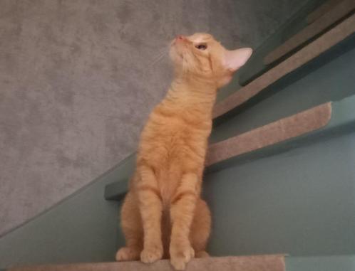 Oranje poes 1,5 jaar oud, Dieren en Toebehoren, Katten en Kittens | Overige Katten, Kortharig, Poes, 0 tot 2 jaar