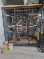 Mooi koppeltje forpussen met kooi!, Meerdere dieren, Tropenvogel, Geringd