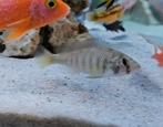 Haplochromis CH44 victoria cichlide te koop, Vis, Zoetwatervis