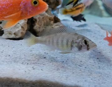 Haplochromis CH44 victoria cichlide te koop beschikbaar voor biedingen
