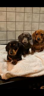 Teckel puppy's, Dieren en Toebehoren, Honden | Teckels en Dashonden, 8 tot 15 weken, Korthaar, Dwerg, Meerdere