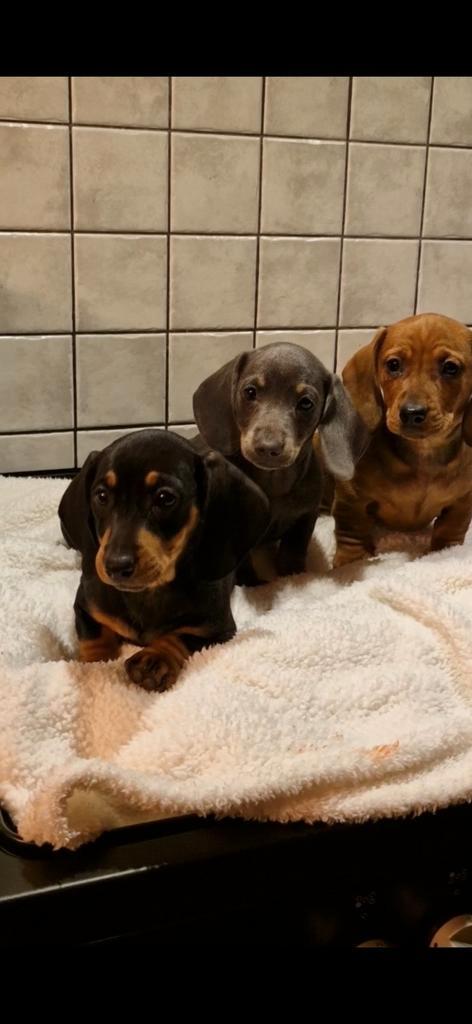 Teckel puppy's, Dieren en Toebehoren, Honden | Teckels en Dashonden, Meerdere dieren, Korthaar, Dwerg, Particulier, Meerdere, Nederland