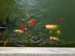 Complete vijverpartij met vissen, filters en waterval, Tuin en Terras, Vijvers, Ophalen of Verzenden