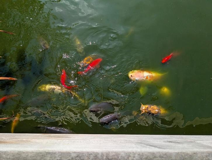 Complete vijverpartij met vissen, filters en waterval, Tuin en Terras, Vijvers, Ophalen of Verzenden