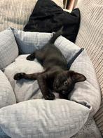 Kitten zaza, 0 tot 2 jaar