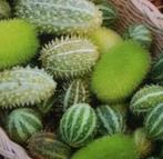 Zaden sierkomkommer - Cucumis melange, Verzenden, Voorjaar, Volle zon, Zaad