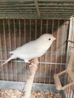 Witte kanarie., Dieren en Toebehoren, Vogels | Kanaries, Mannelijk, Kleurkanarie