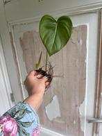 Philodendron McDowell Gewortelde Stek, Huis en Inrichting, Kamerplanten, Ophalen of Verzenden