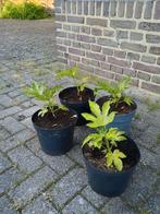 Te koop fatsia japonica, Tuin en Terras, Planten | Tuinplanten, Ophalen, Overige soorten, Halfschaduw