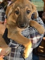 Nog 3 van de 5  pupjes beschikbaar voor adoptie, Dieren en Toebehoren, Particulier, Rabiës (hondsdolheid), Meerdere, Meerdere dieren